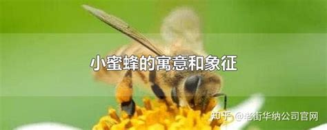 蜜蜂象徵意義|蜜蜂的象征意义是什么